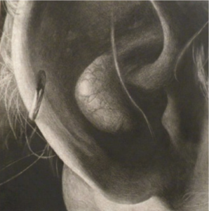 A charcoal drawing of a close-up of Wick's ear. 