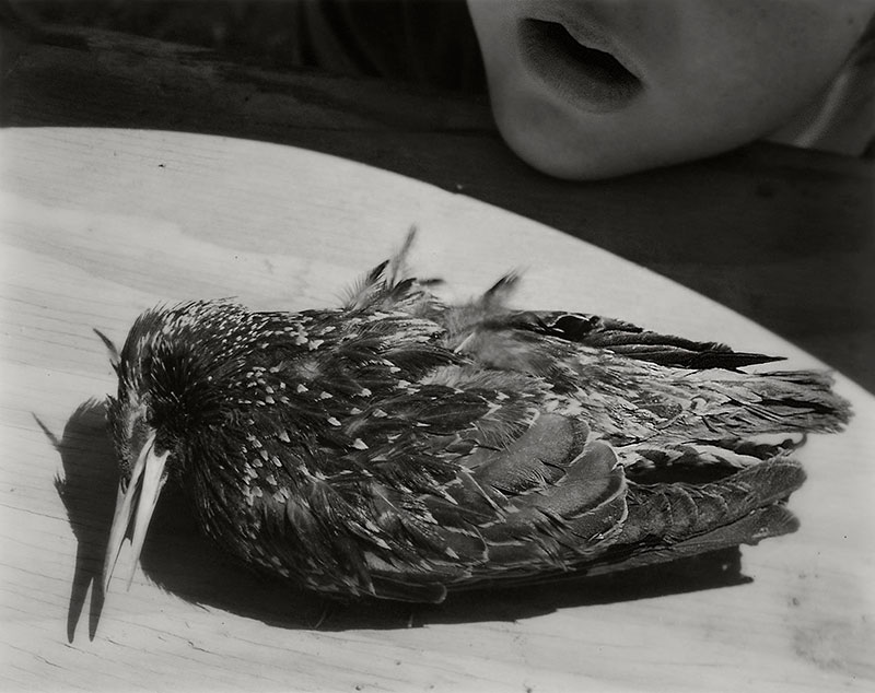 Black and white photo of dead bird in empty fountain.