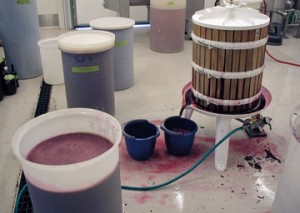 Pressing grapes for home wine.
