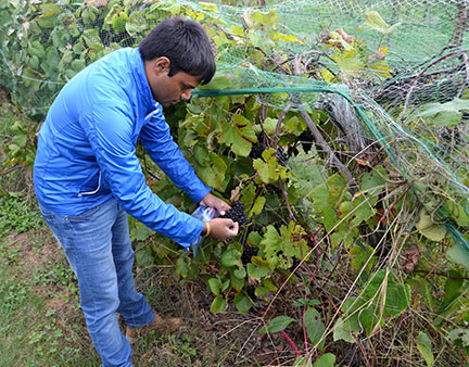 Surya Sapkota collects berry samples from Norton grapevines. It is important to collect an equal number of berries from each side of the trellis.