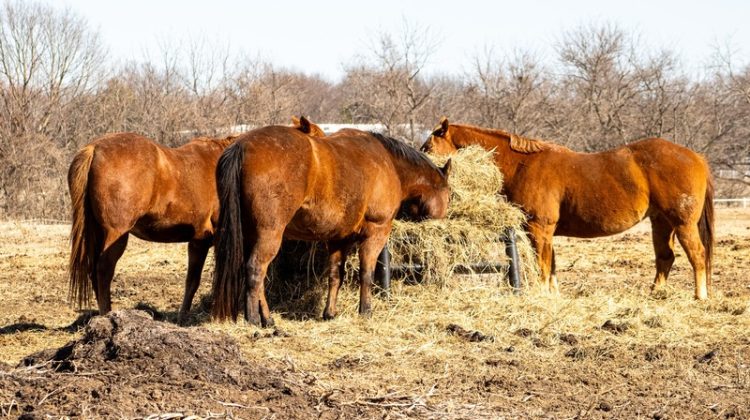 Photo of three horses standing together eating hay.
