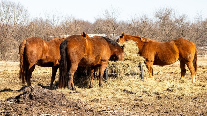 Photo of three horses standing together eating hay.