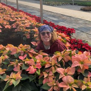 Morris measures Viking Cinnamon Poinsettias.
