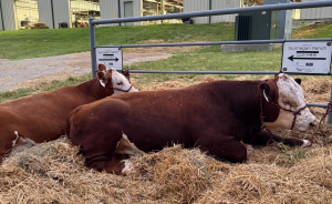 Purebred Hereford cattle, Dexter and Nelly.