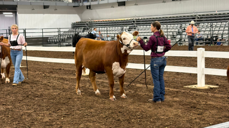 Miller showing heifer, Nelly, in the show ring.
