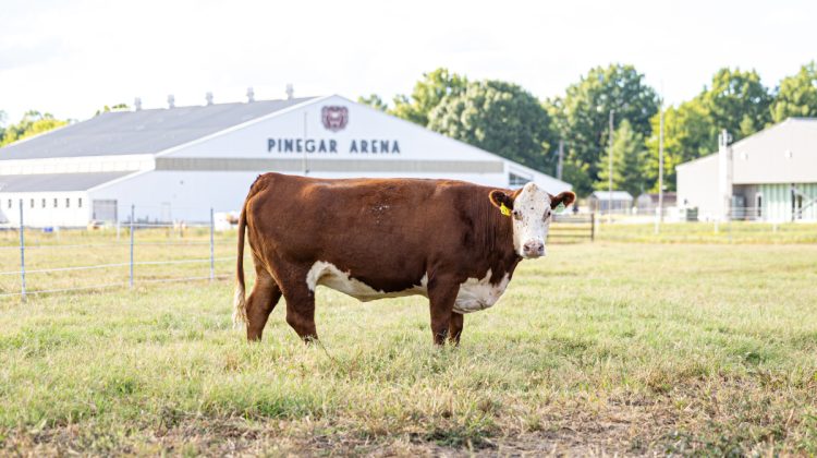 Hereford in front of Pinegar Arena.