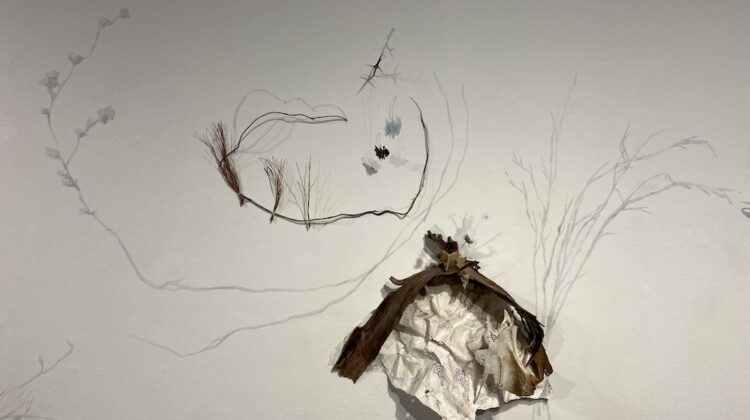 A collection of various natural materials and hand-painted shadows arranged on a white gallery wall