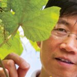 Dr. Wenping Qiu studying a grape leaf