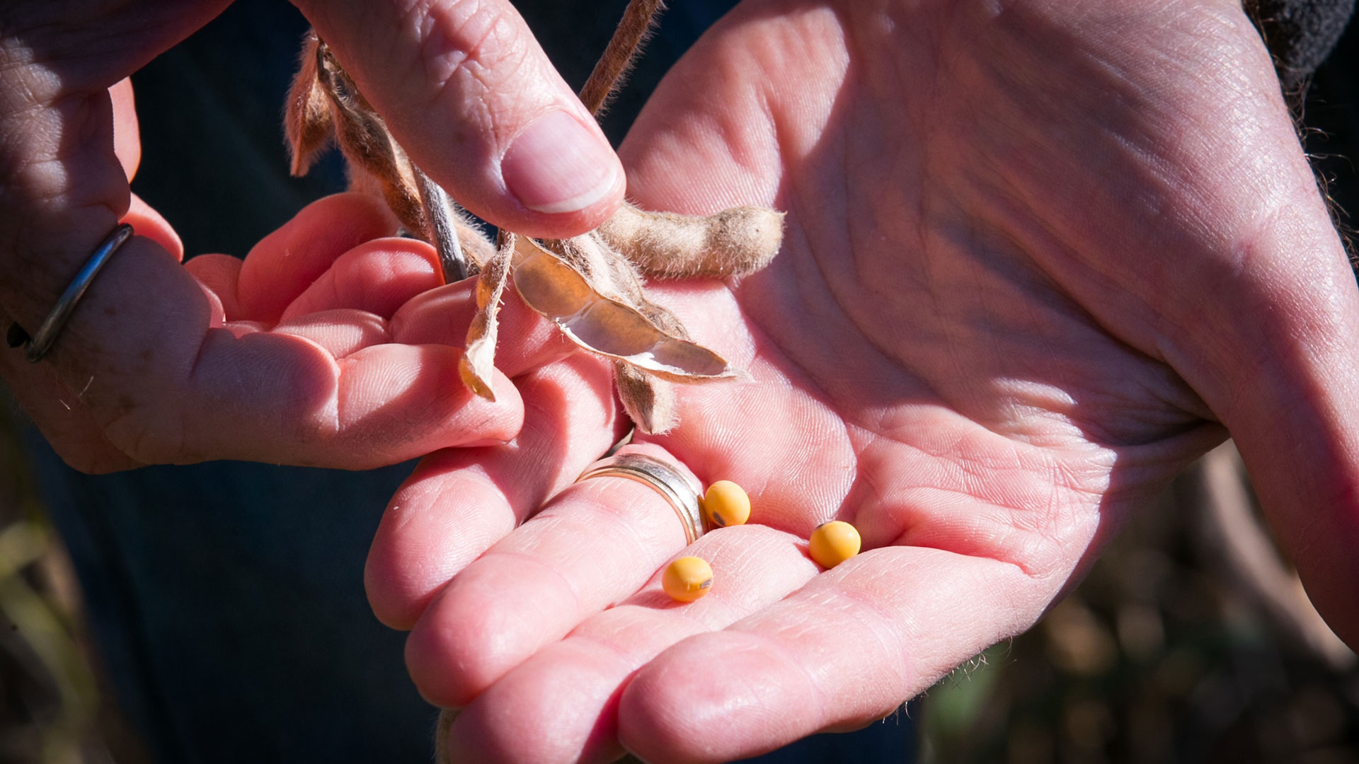 Hand holding up soy beans. 