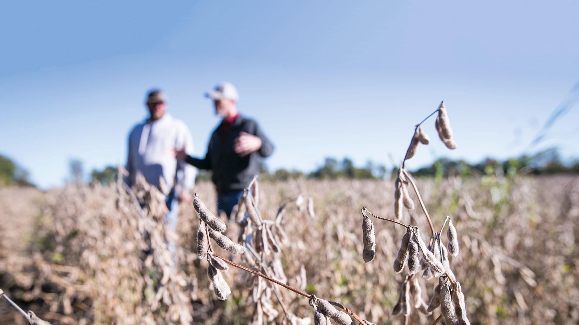 Two men standing in a soybean field