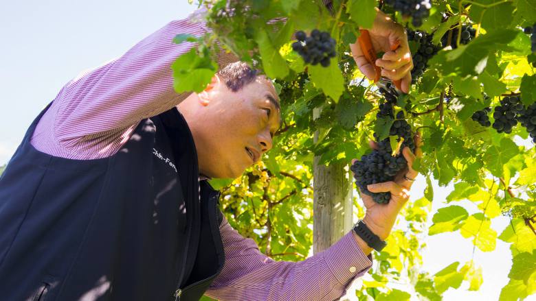 Man cutting grapes from vine