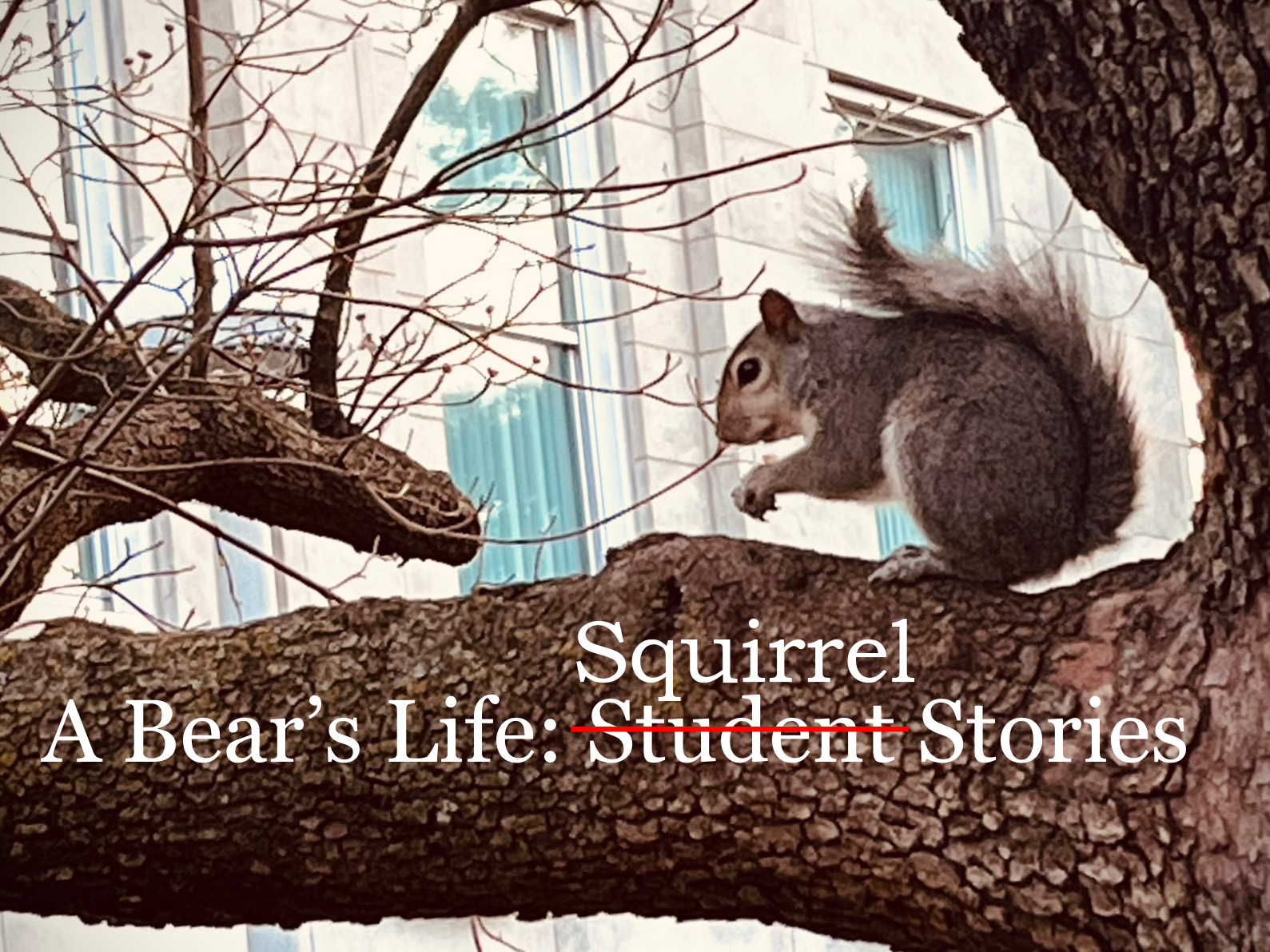 A squirrel sitting in a tree. Text says "A Bear's Life: Student Stories", but Student is crossed out with "Squirrel" written above it.