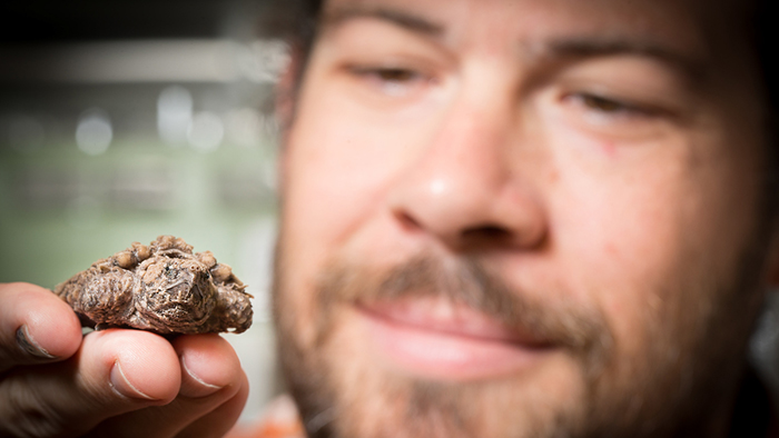 Dr. Day Ligon holding a baby snapping turtle.