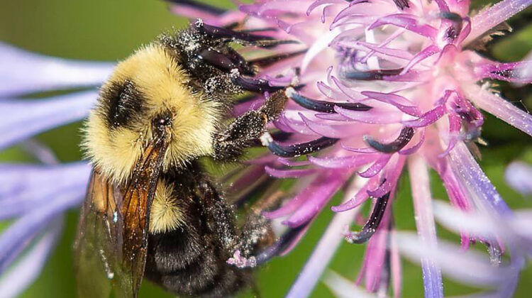 A bee pollinates a flower.