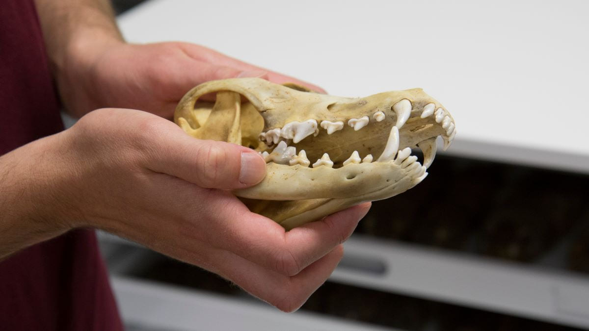 Dr. Sean Maher holds a mammal's skull in his research lab.