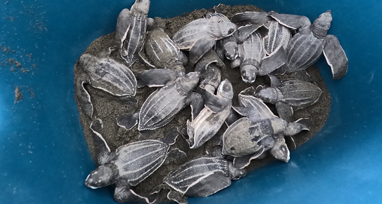 Many small leatherback sea turtle hatchlings in a bucket