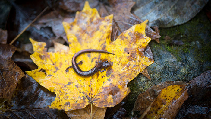 A salamander on a leaf