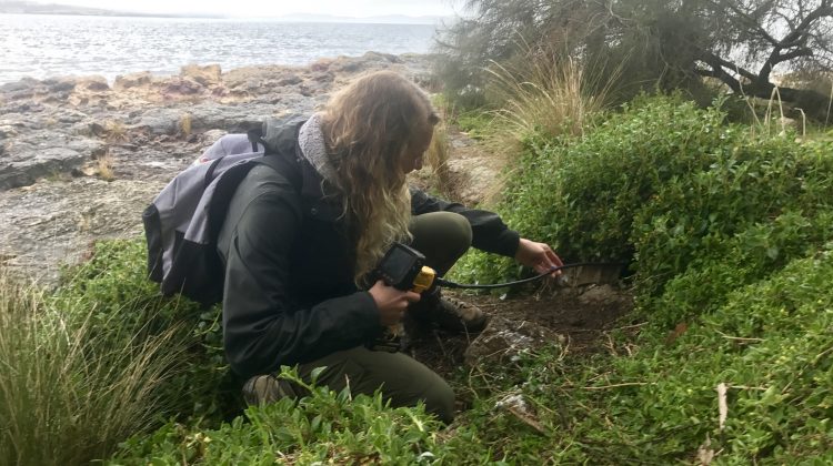 Emily Milton investigates a penguin's nest.