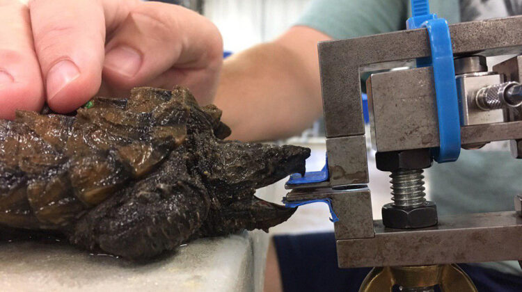 snapping turtle takes a bite test