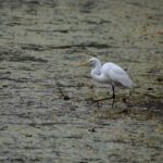A Great Egret spotted during a Bird Club field trip.