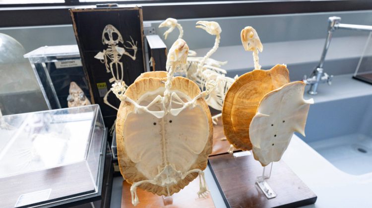 Animal skeletons