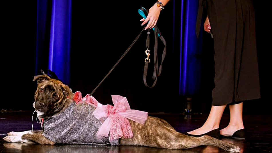 Dog in costume with pink bow lays on stage.