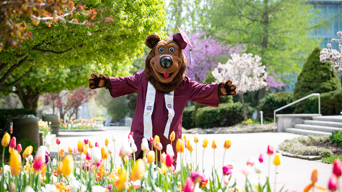 Boomer Bear dressed in cap and gown in front of tulip garden.
