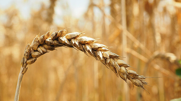 Image of a wheat stalk in a wheat field
