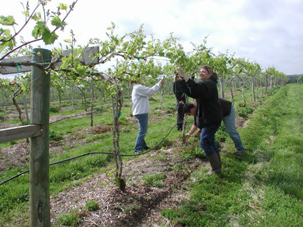 Thinning grape shoots in the Chambourcin vineyard.