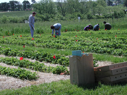 First picking of the strawberry research plots