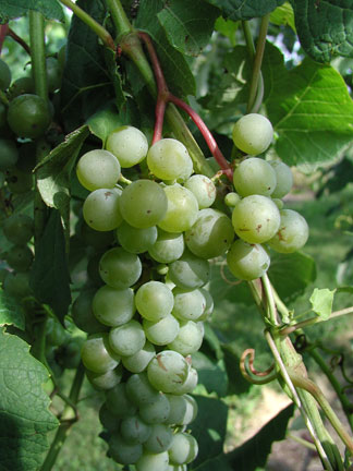 Cayuga White grapes at veraison.