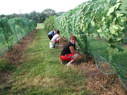 Fastening the birde nets on a row of Vignoles grapes.