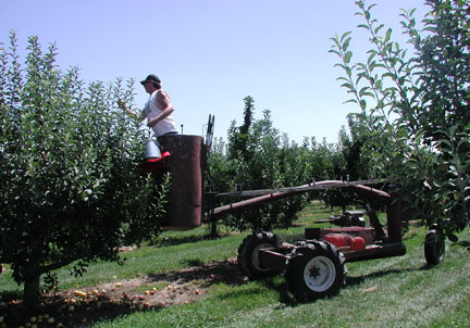 Steven gets the last apples from the Gala tree tops with the help of the hydraladder.