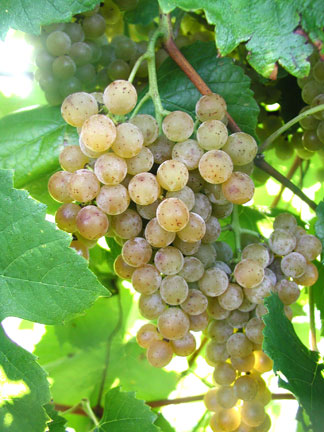 Traminette grapes just before harvest.