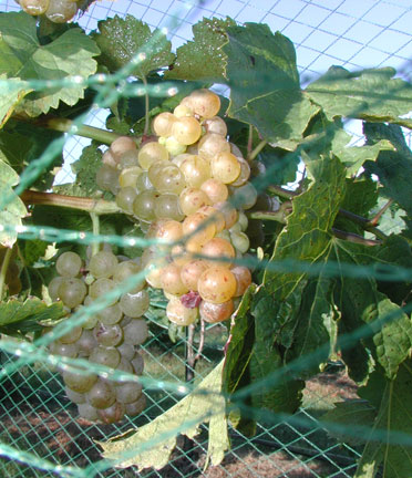 Vignoles grapes in the Research block just before harvest.