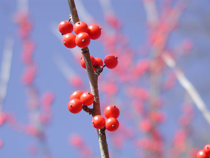 Bright red berries of a female deciduous holly.