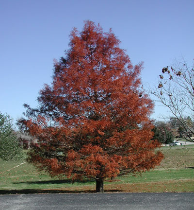 The beautiful fall color of bald cypress brightens up the Missouri State Campus at Mountain Grove.
