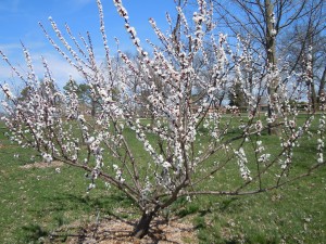 apricot in bloom