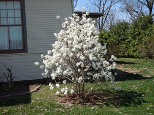 star magnolia in bloom
