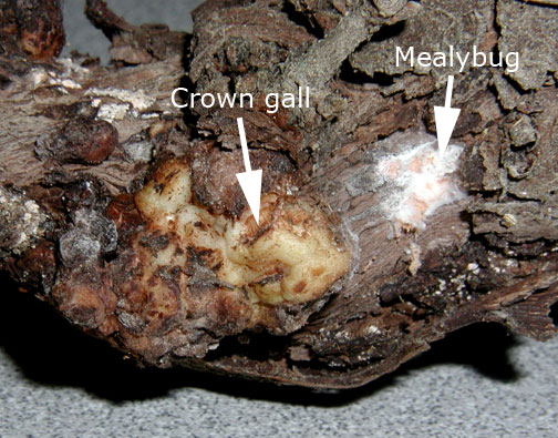 Crown gall and grape mealybug on Traminette trunk