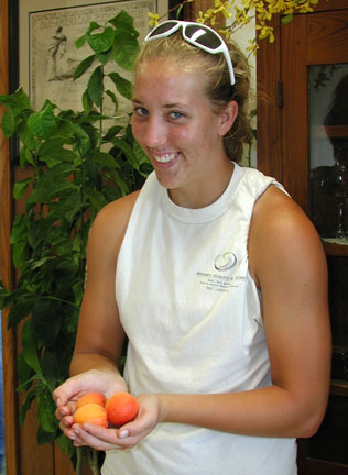 Jessica, a student intern at the State Fruit Experiment Station, is holding the rare and wonderful Sungold Apricots.