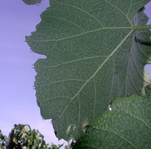 Guttation droplets at the edge of a Cayuga White grape leaf