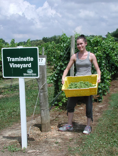 Katie collected and weighed a 50 cluster sample of the Traminette block in order to estimate yield at harvest.