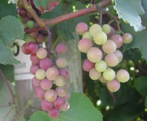 Sunbelt grapes undergoing veraison
