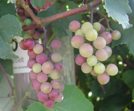 Sunbelt grapes undergoing veraison