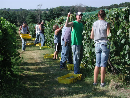 Hand harvest of Cayuga White wine grapes.