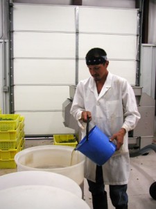 The juice is then tranferred from the press to the vat. Photo by Noelle Mollhagen.