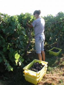 Harvesting Sunbelt grapes in the cool morning.