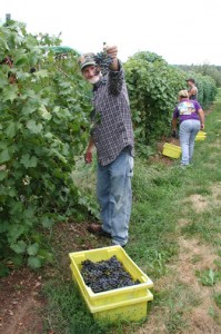 Jack Atchison shows off a large cluster of Chambourcin grapes.
