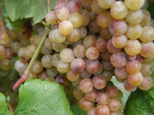 Traminette grapes at harvest time.